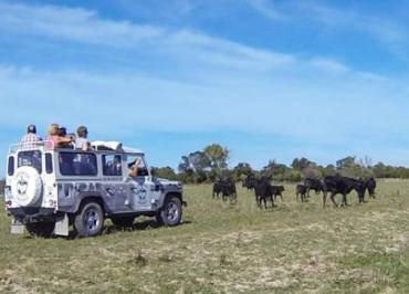 Safari 4x4 en camargue